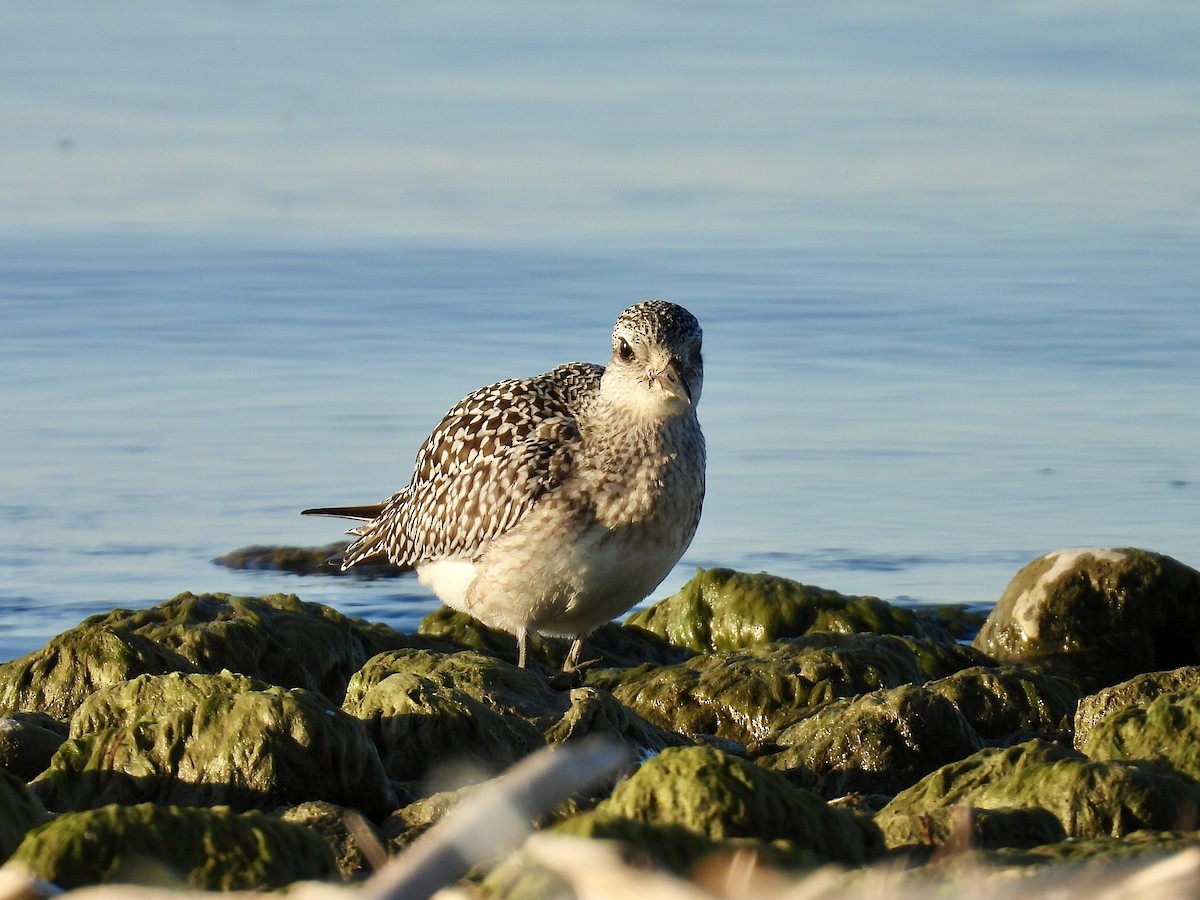 Black-bellied Plover - ML642708617