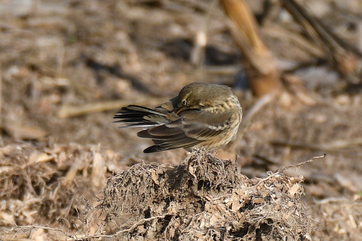 American Pipit - ML642708618