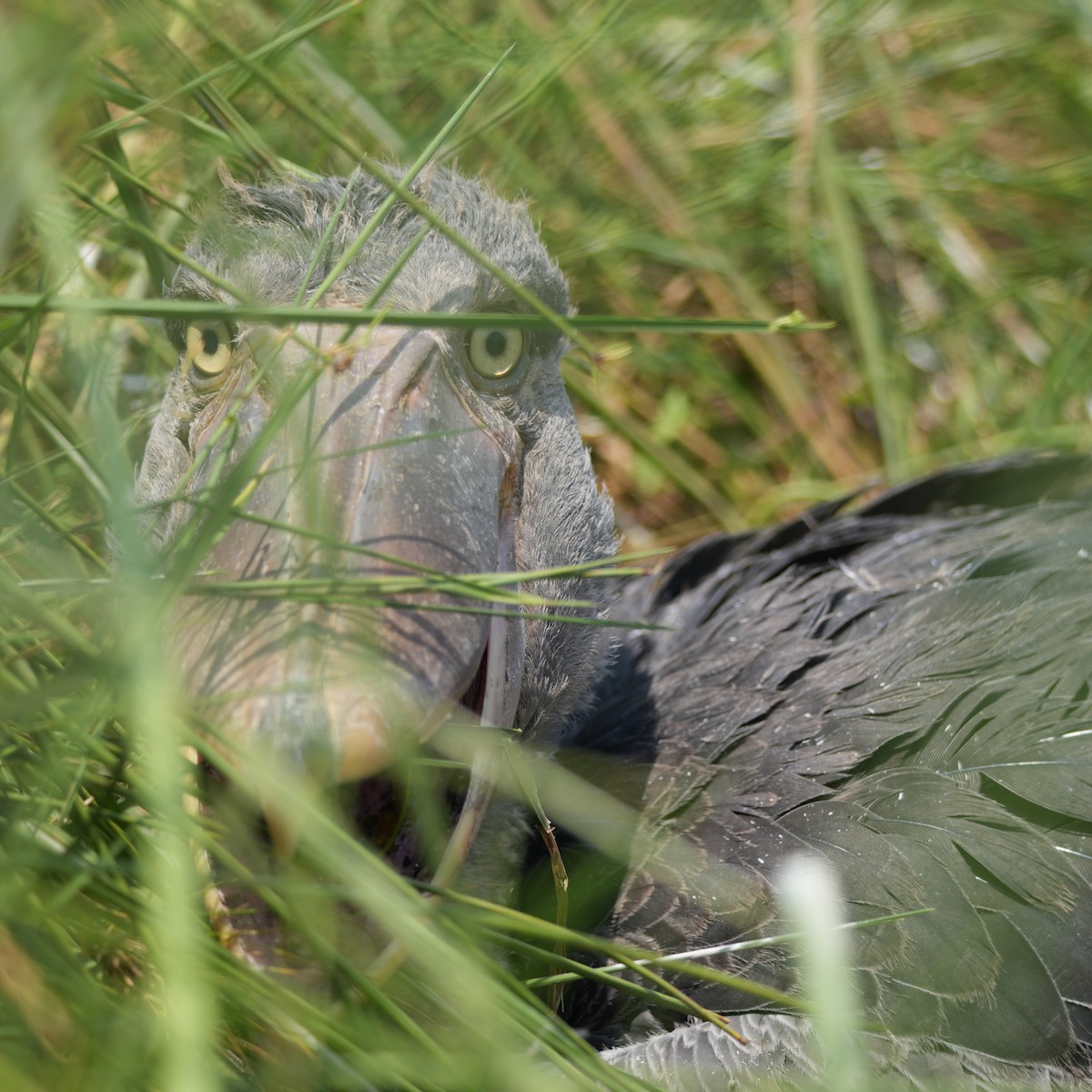 Shoebill - ML642708619