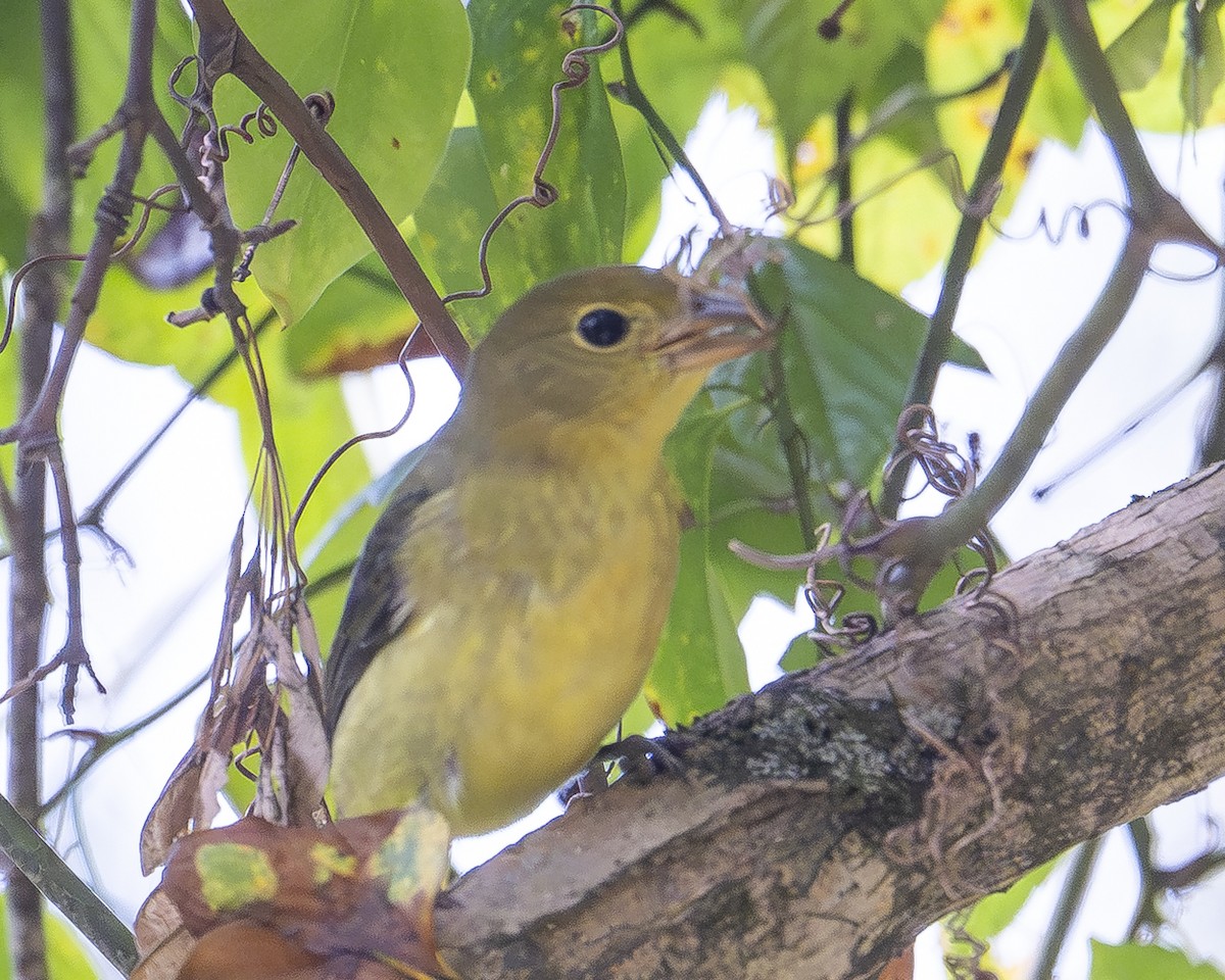 Scarlet Tanager - ML642708620
