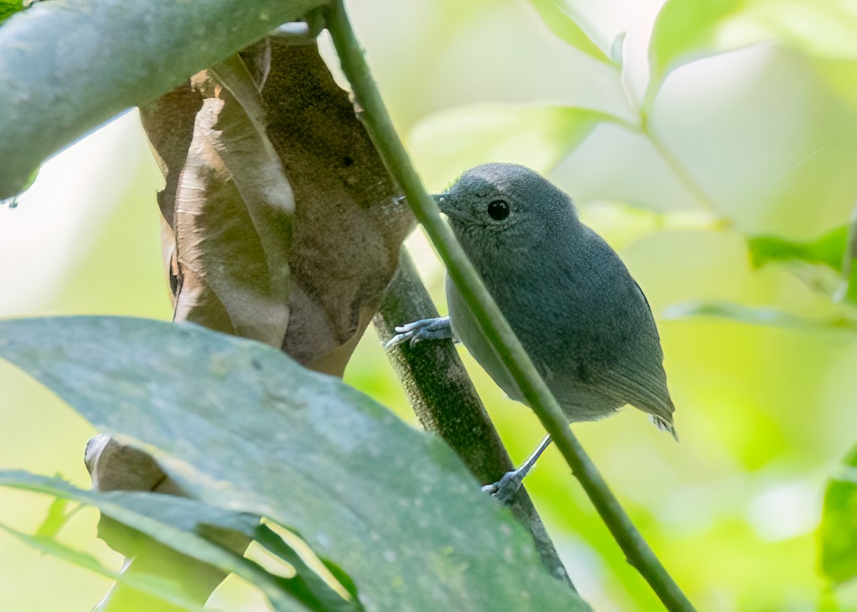 Unicolored Antwren - ML642708623