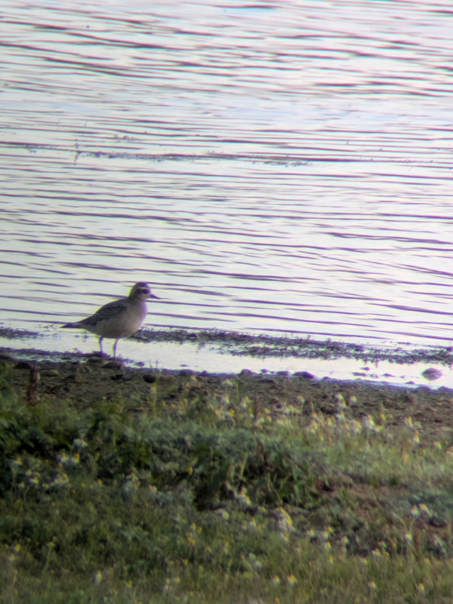 American Golden-Plover - ML642708627