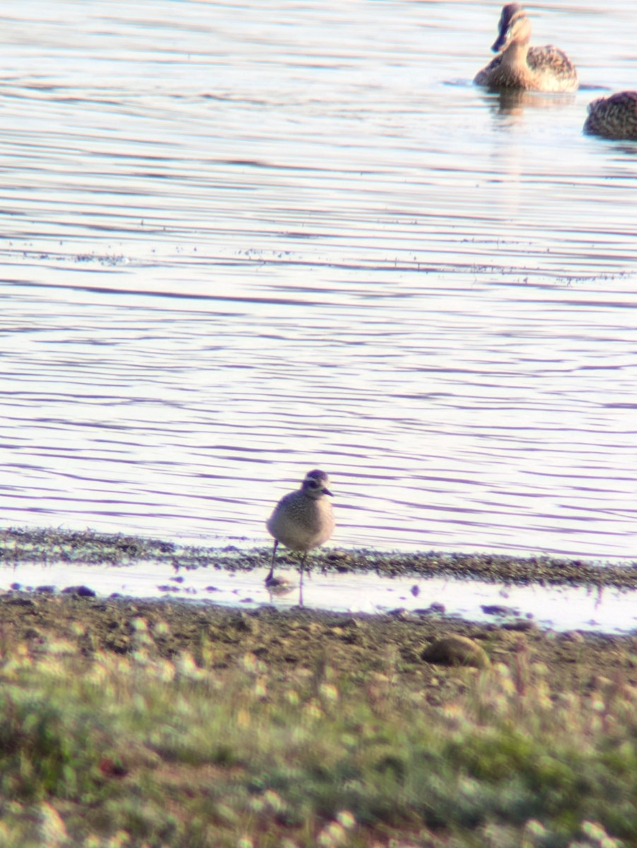 American Golden-Plover - ML642708628