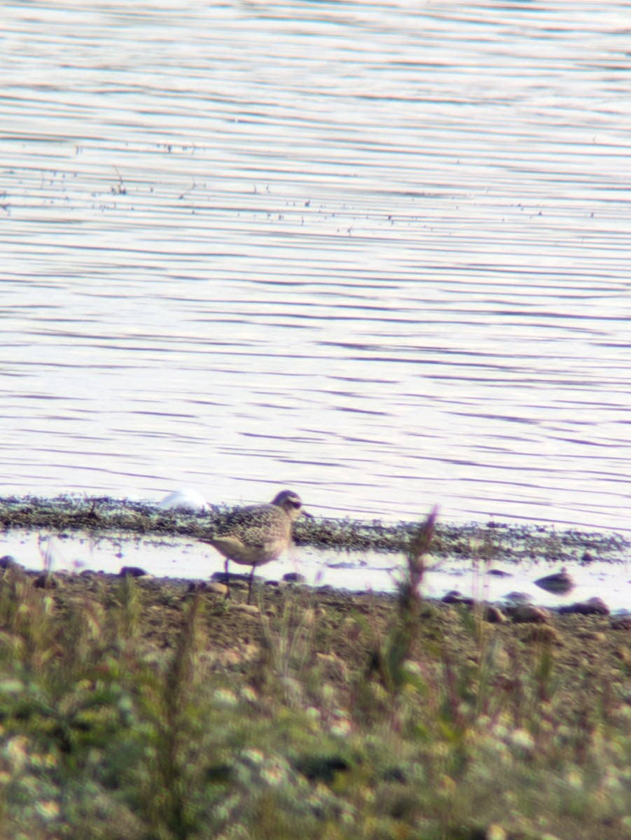 American Golden-Plover - ML642708629