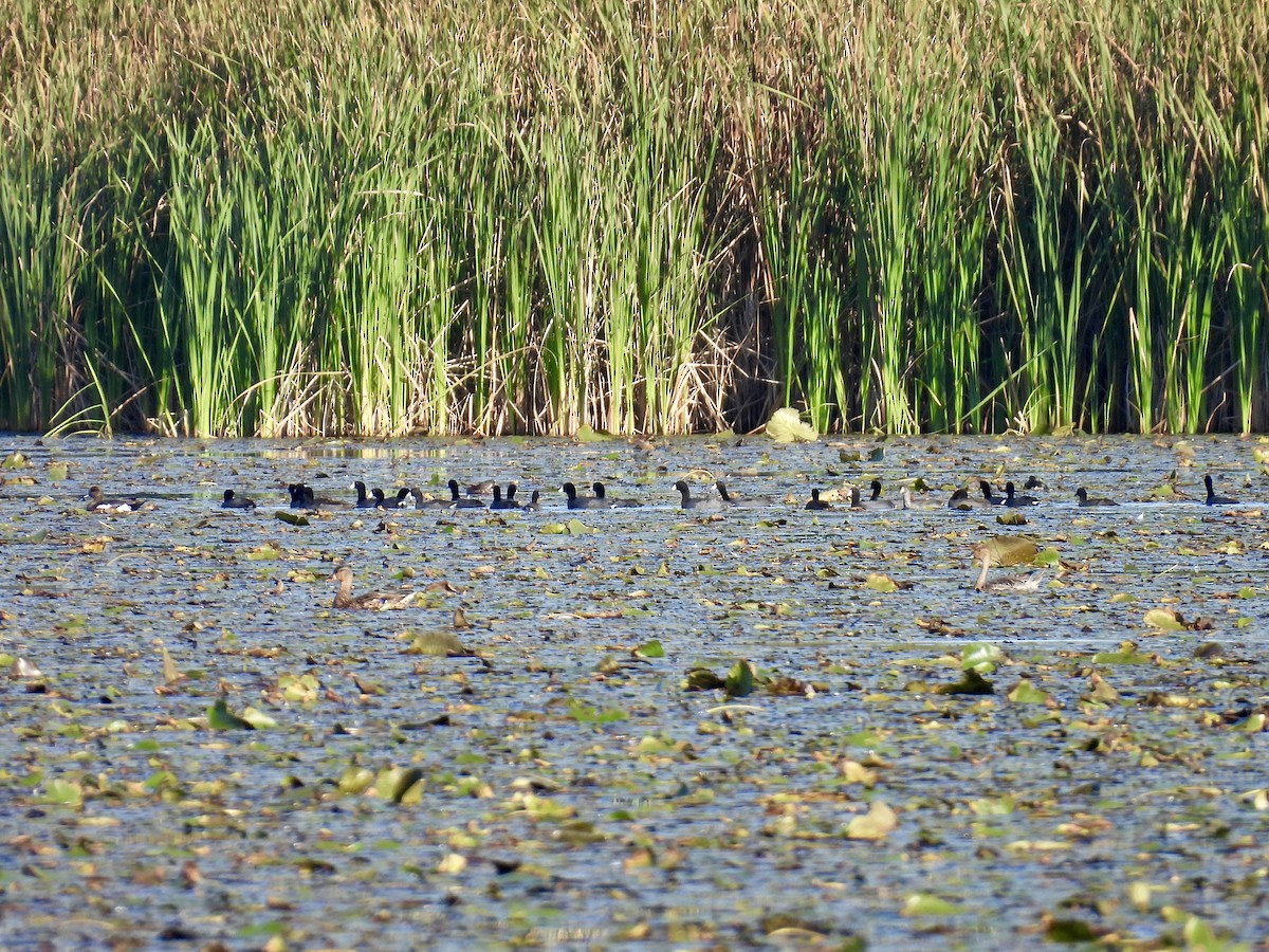 American Coot - ML642708635