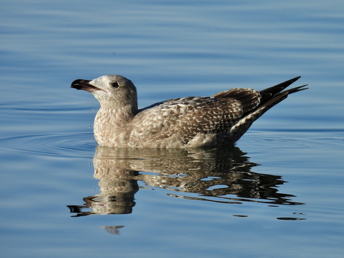 American Herring Gull - ML642708648