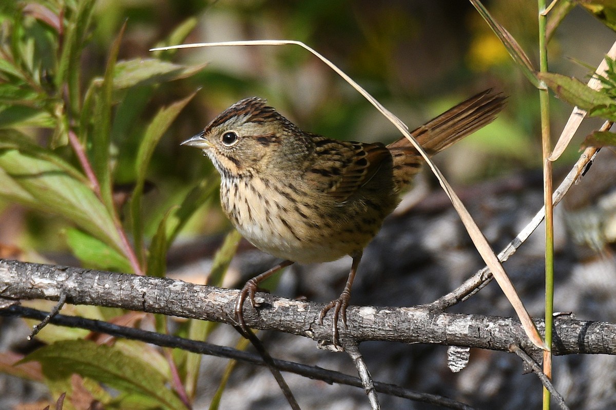 Lincoln's Sparrow - ML642708649