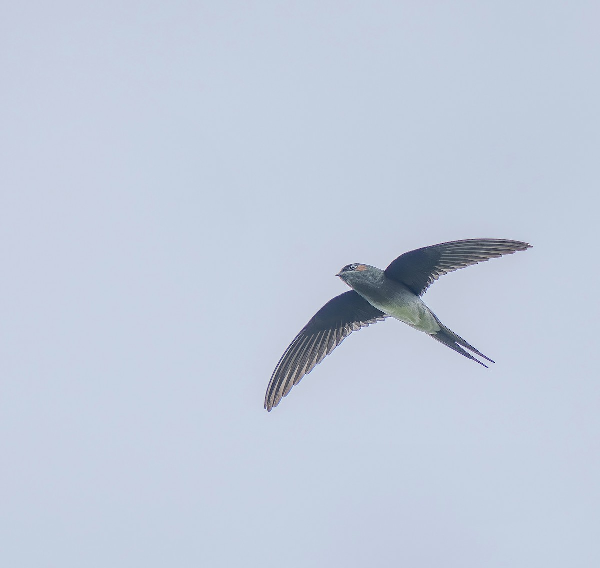 Gray-rumped Treeswift - ML642708650