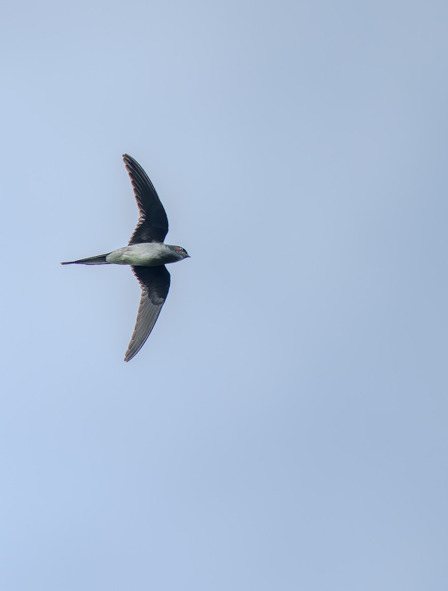 Gray-rumped Treeswift - ML642708651