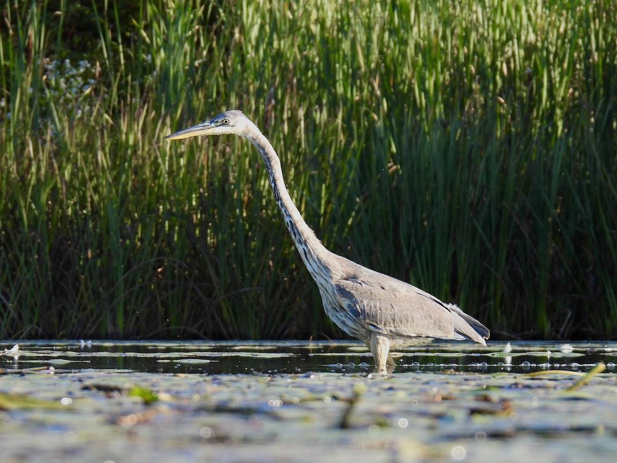 Great Blue Heron - ML642708653