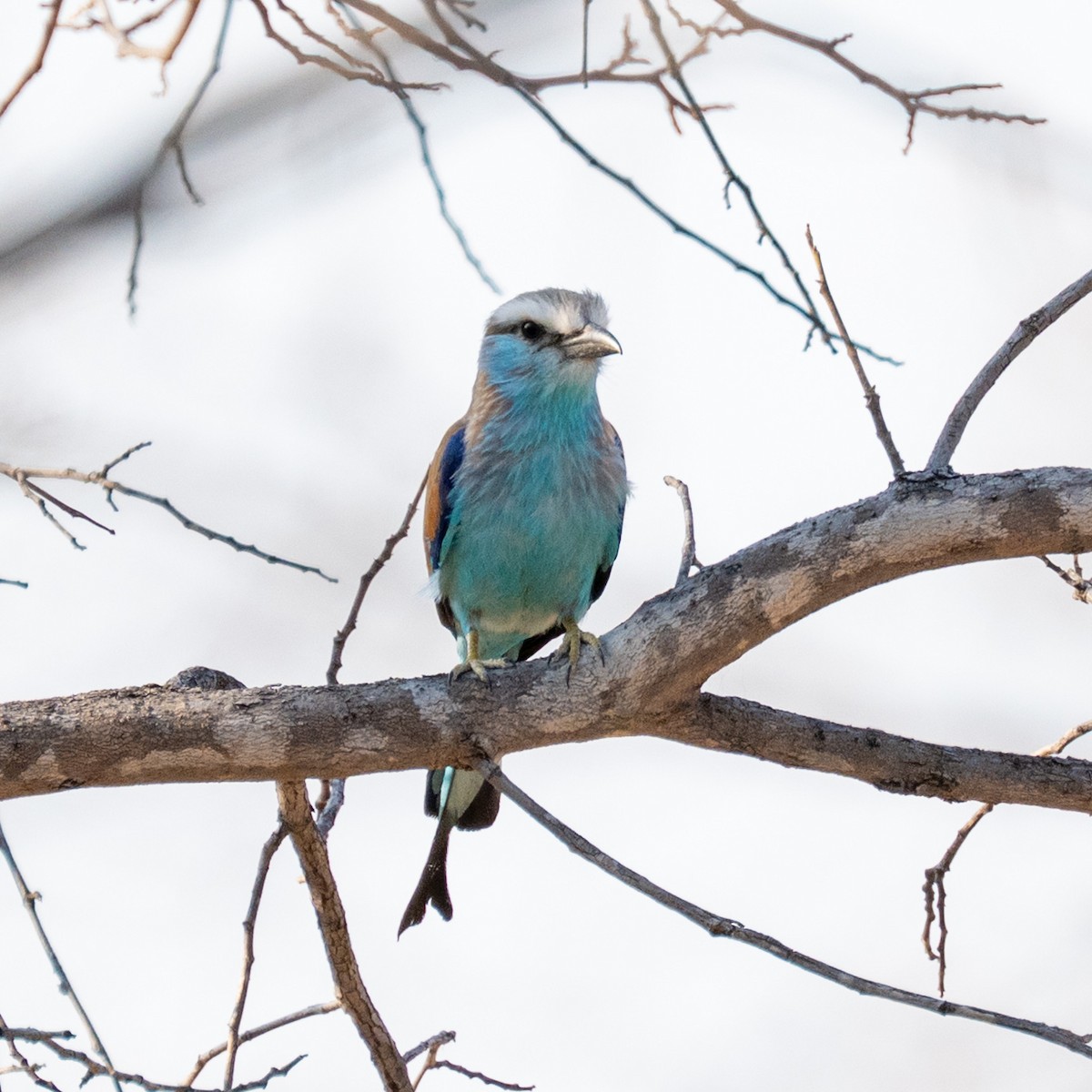 Racket-tailed Roller - ML642708656