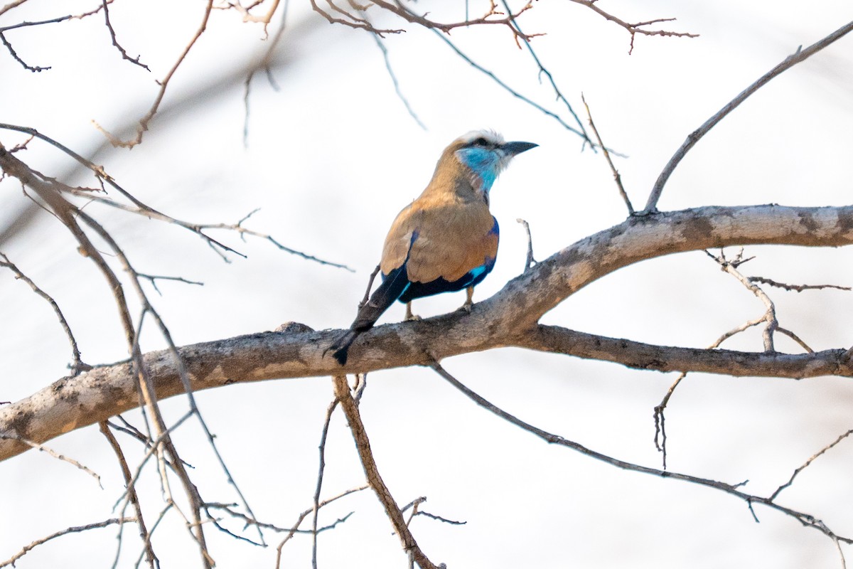 Racket-tailed Roller - ML642708657