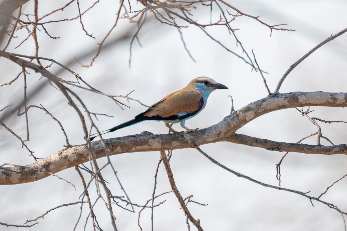 Racket-tailed Roller - ML642708658