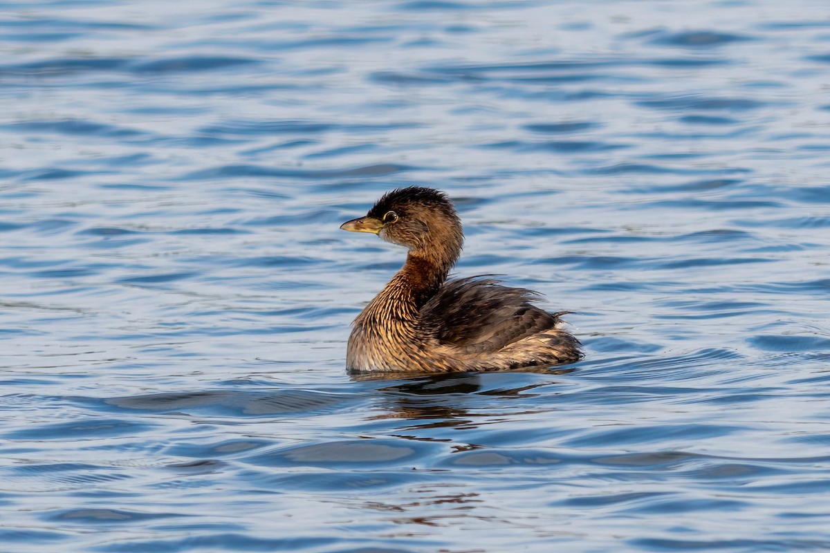 Pied-billed Grebe - ML642708663