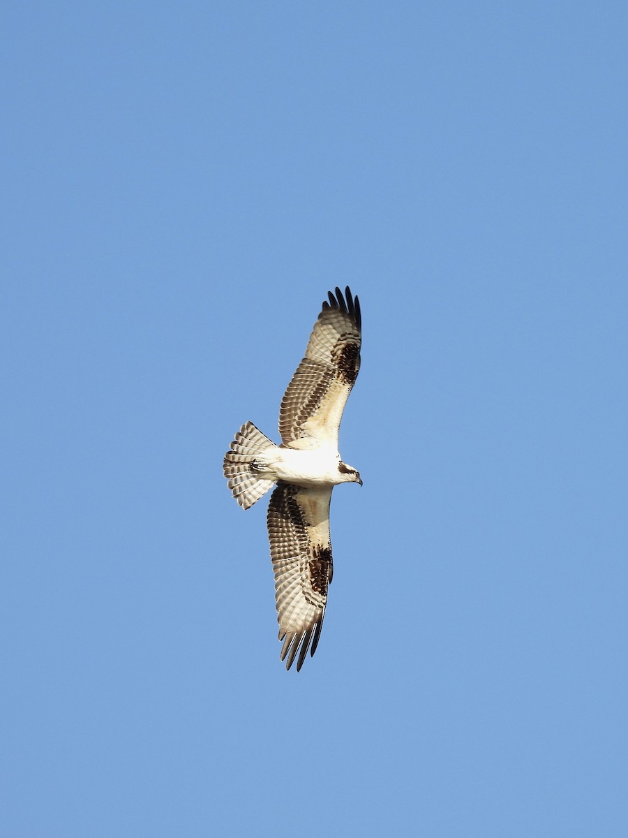 Osprey - ML642708666