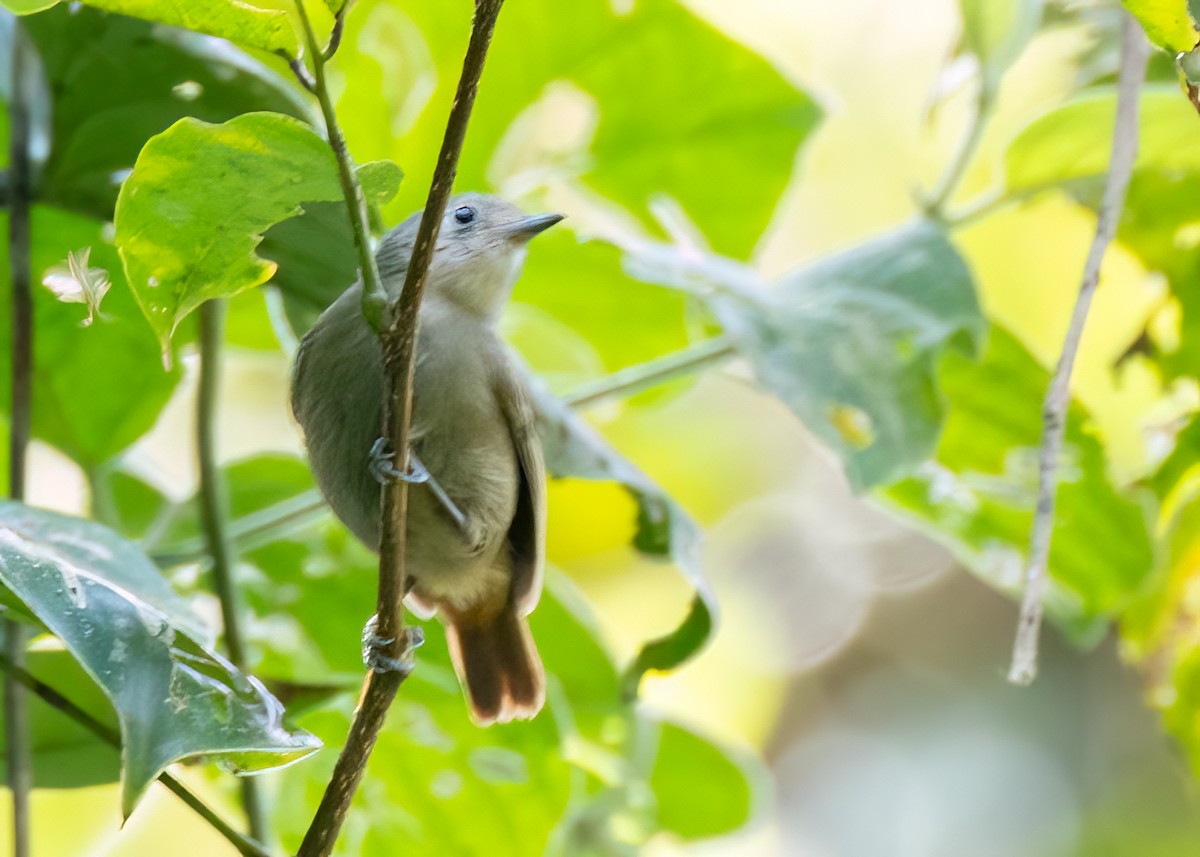 Unicolored Antwren - ML642708674