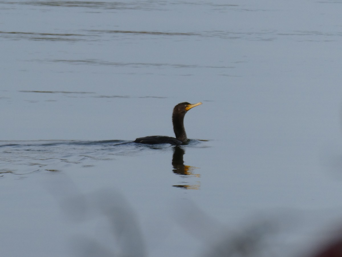 Double-crested Cormorant - ML642708677