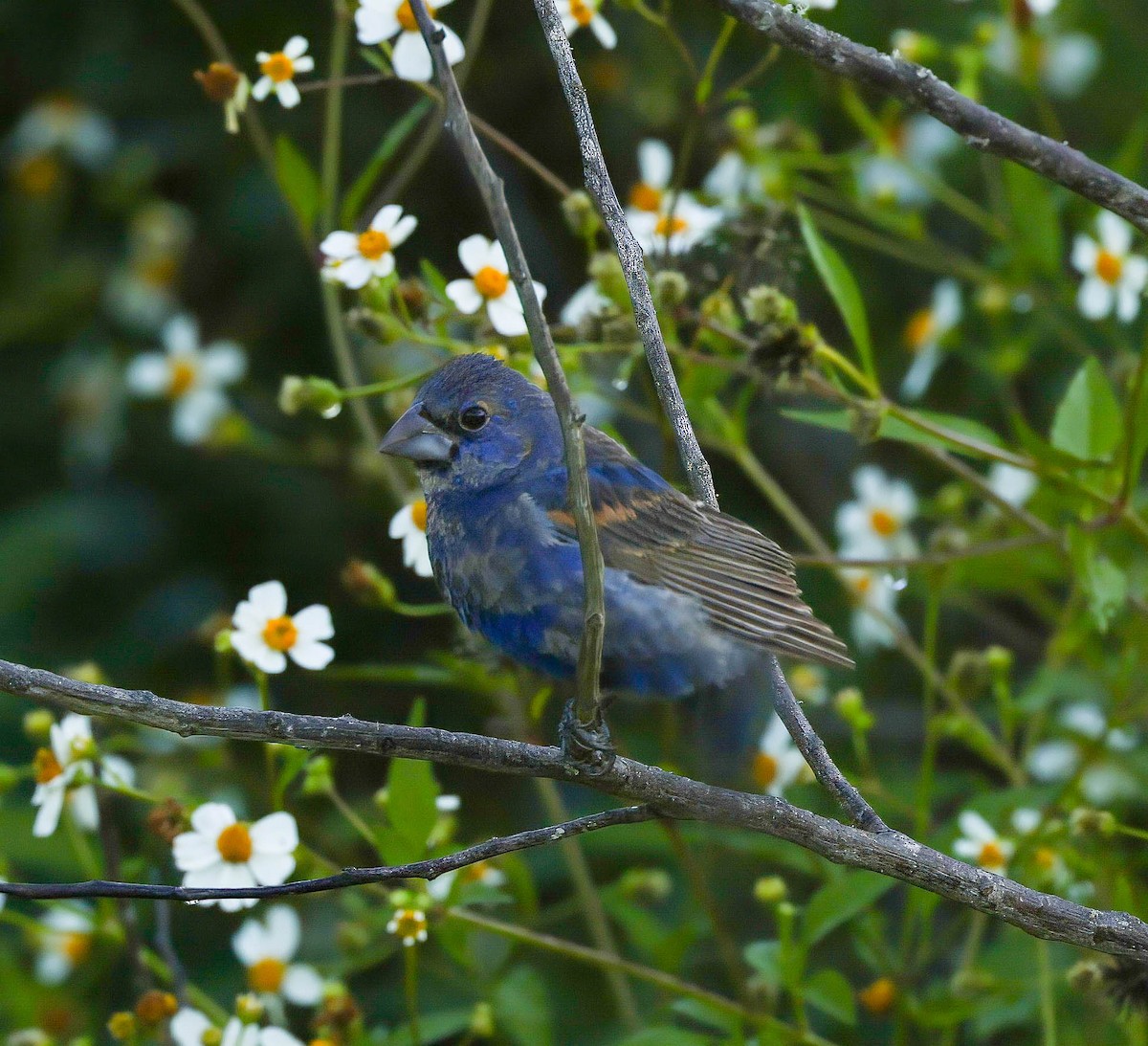 Blue Grosbeak - ML642708685