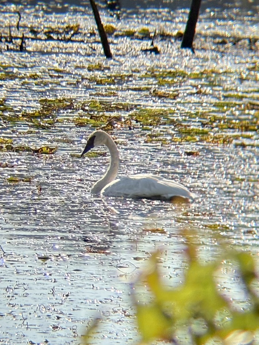 Trumpeter Swan - ML642708688