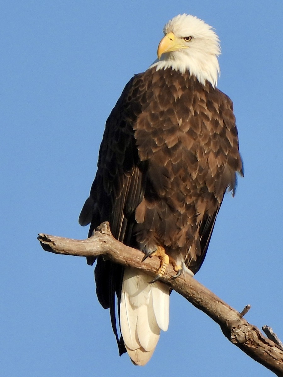 Bald Eagle - ML642708690