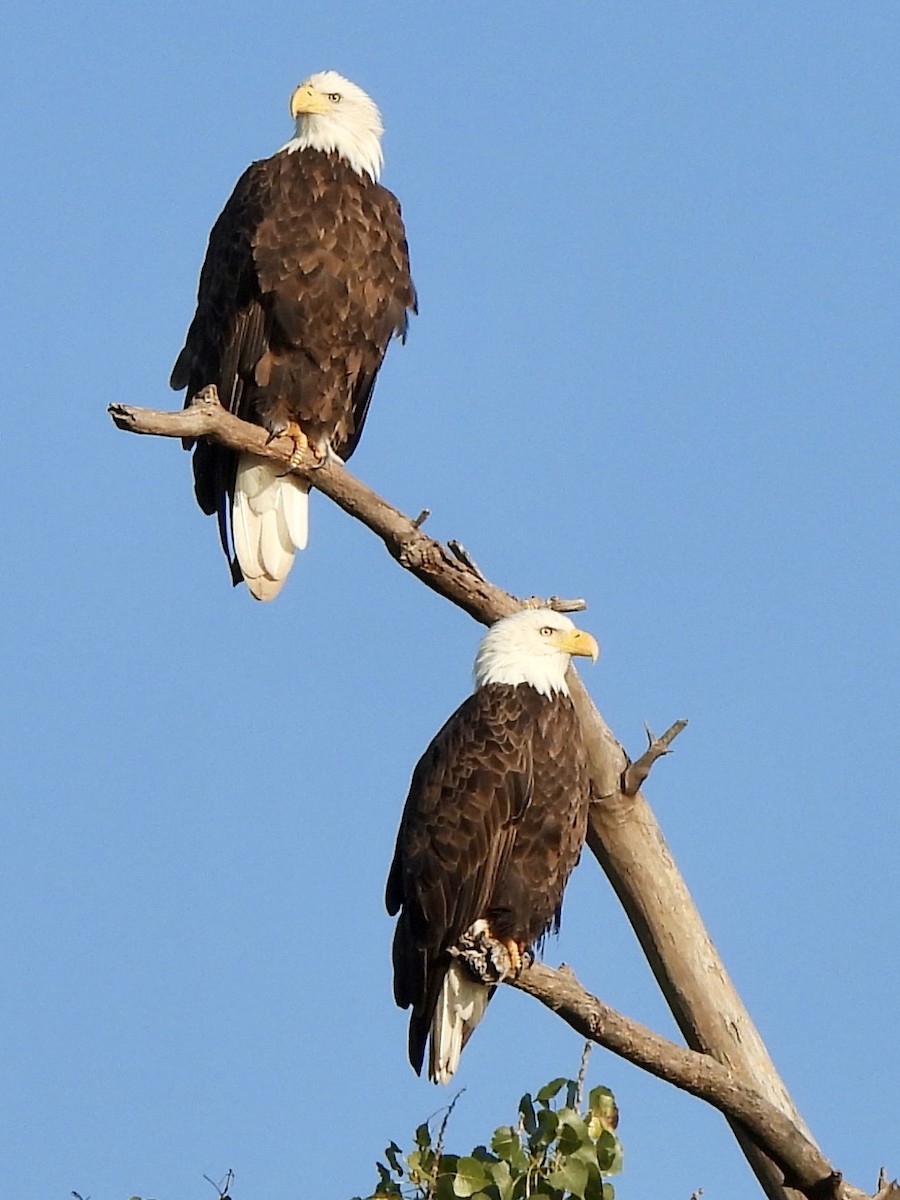 Bald Eagle - ML642708691