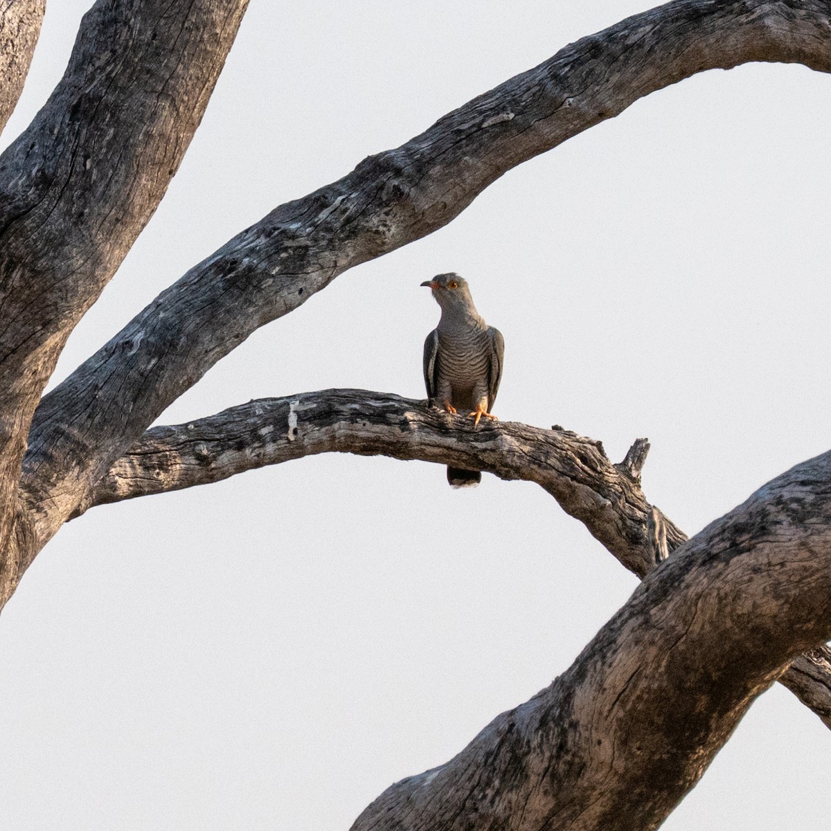 African Cuckoo - ML642708709