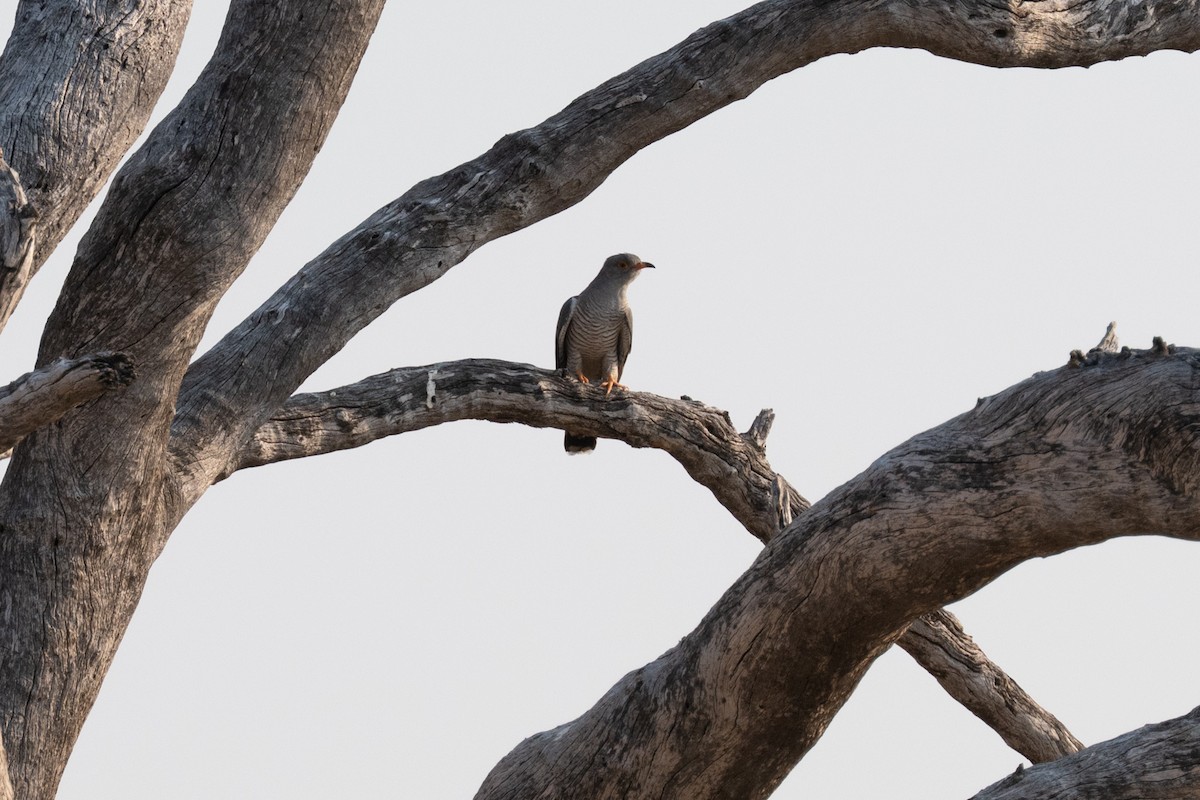 African Cuckoo - ML642708710