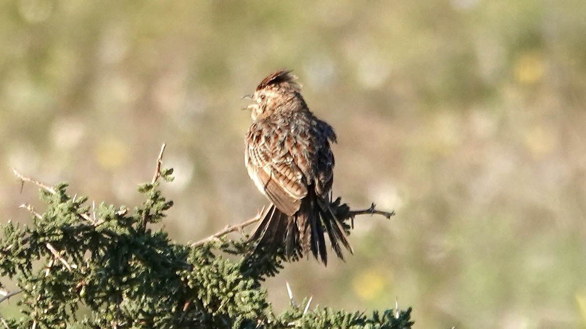 Cape Clapper Lark - ML642708725