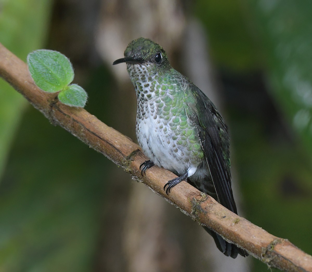 Many-spotted Hummingbird - ML642708728