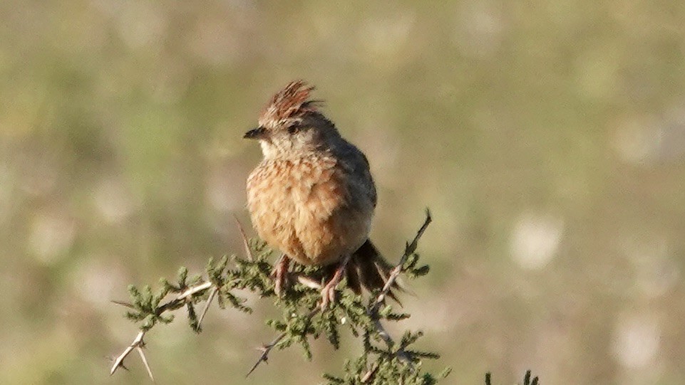 Cape Clapper Lark - ML642708730