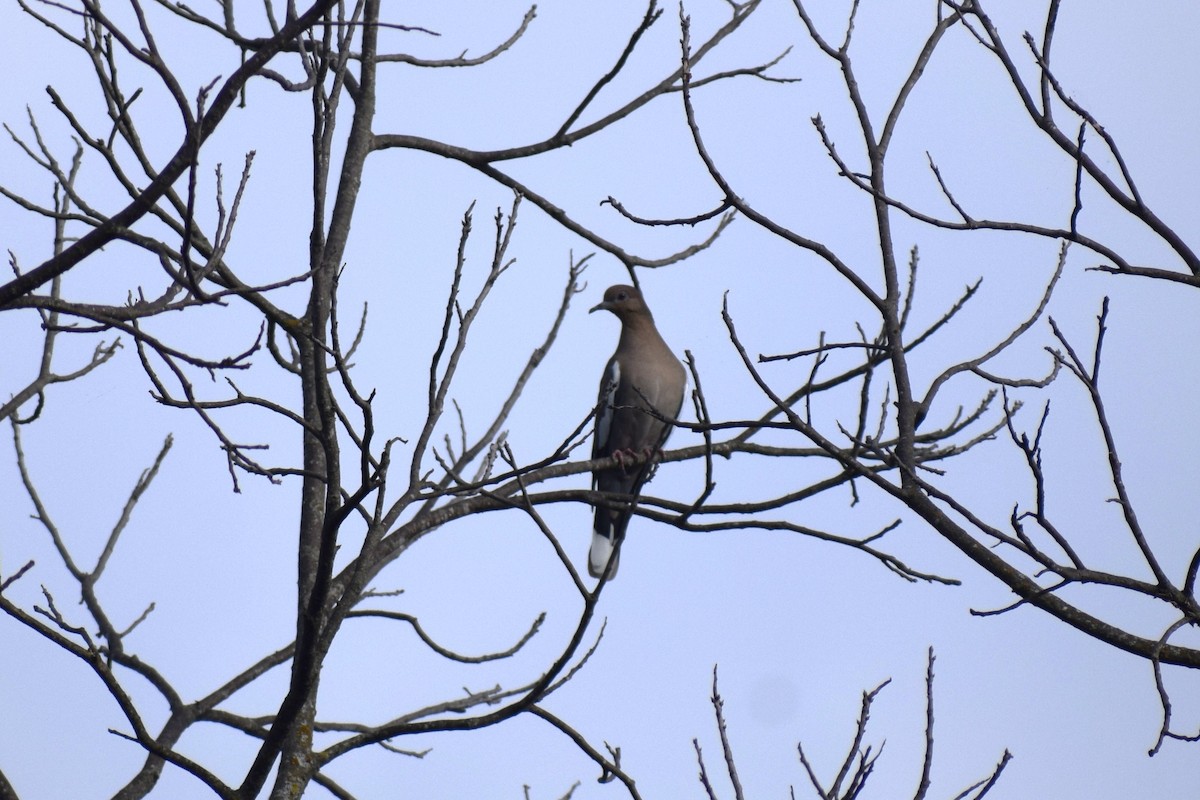 White-winged Dove - ML642708732