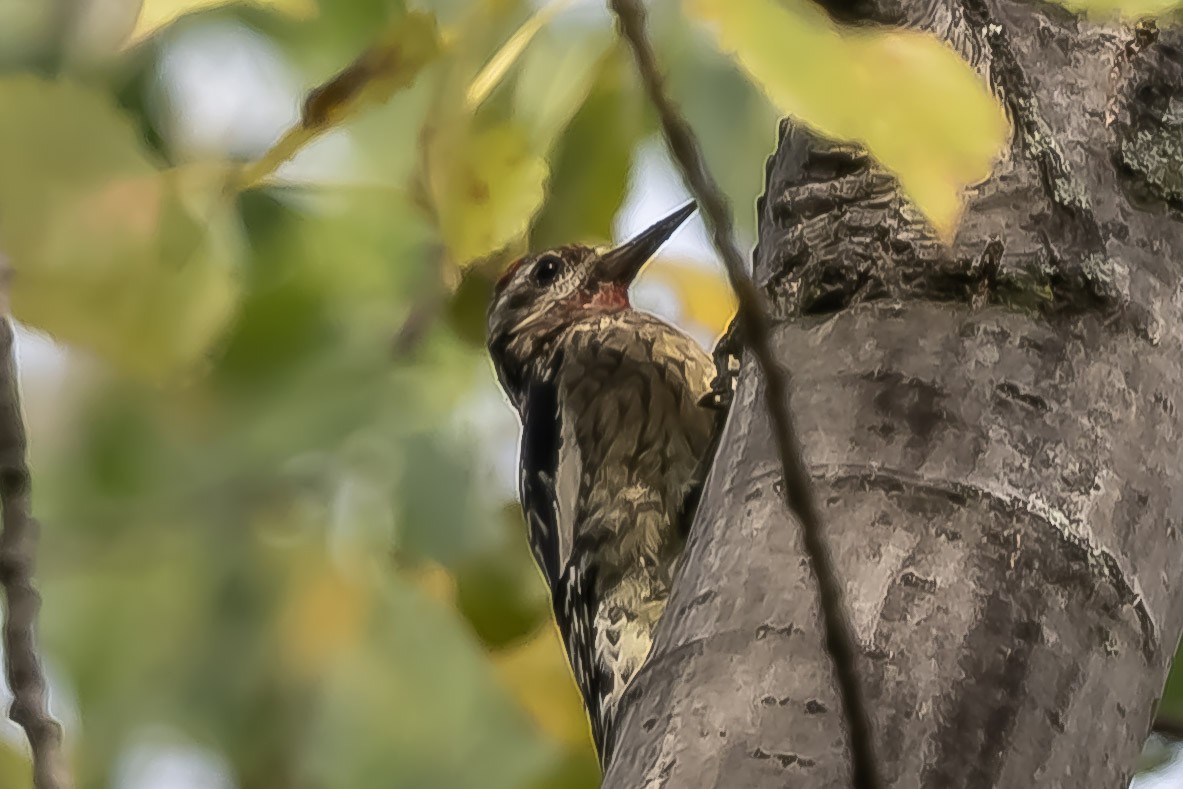 Yellow-bellied Sapsucker - ML642708747