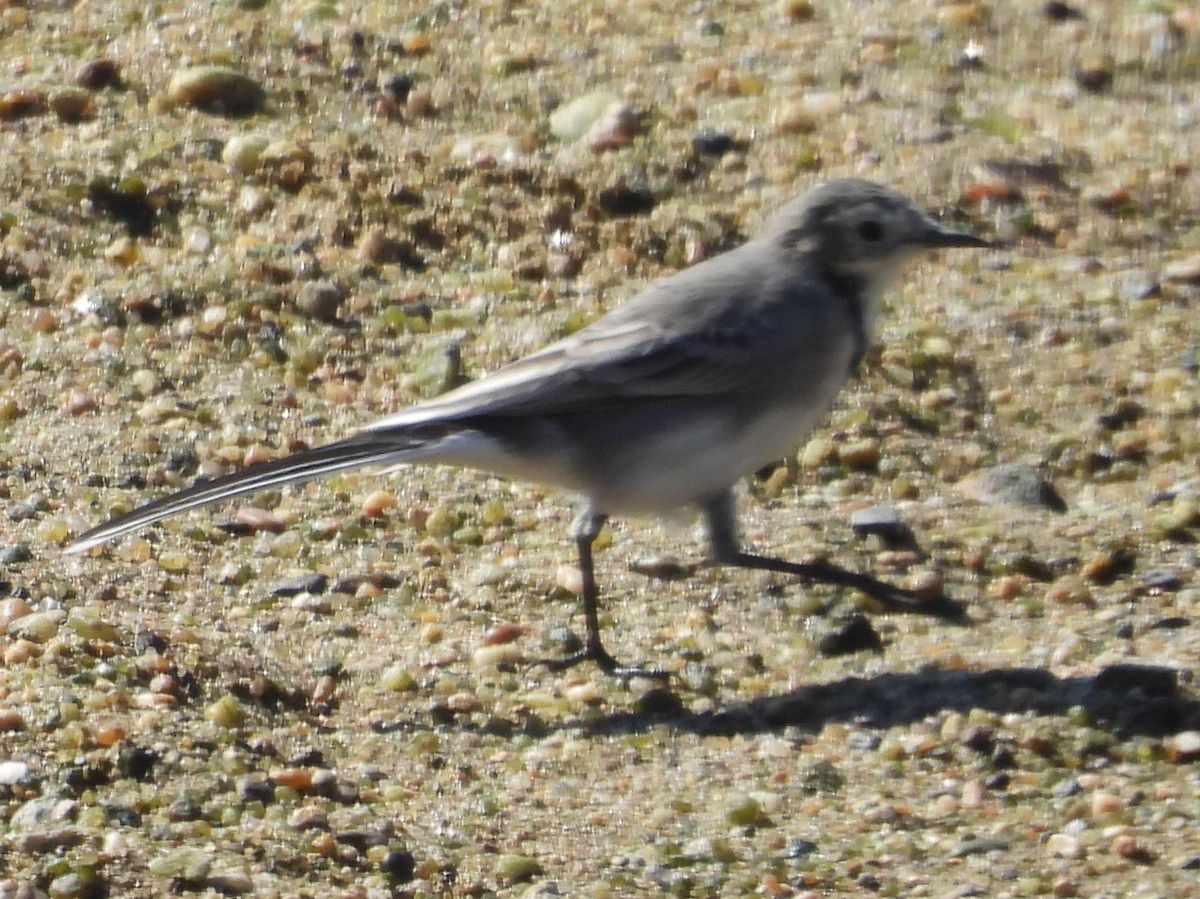 White Wagtail - ML642708779