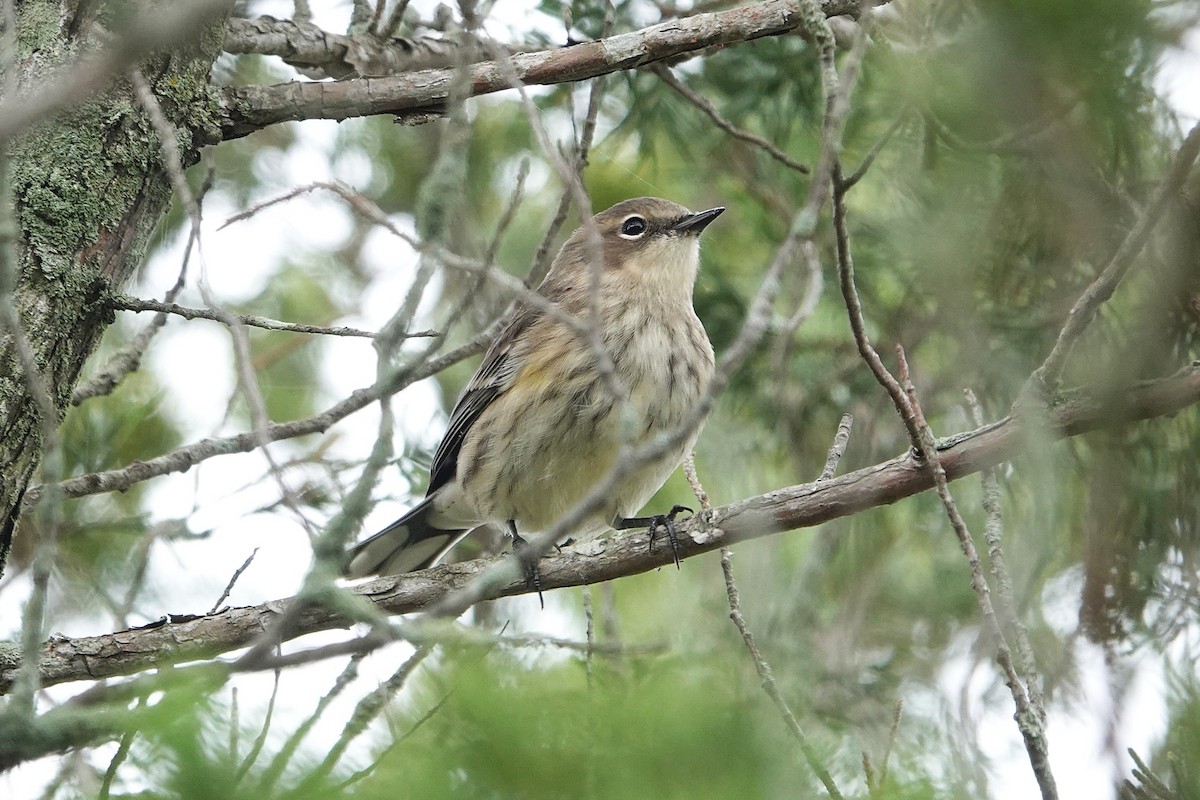 Yellow-rumped Warbler (Myrtle) - ML642708780