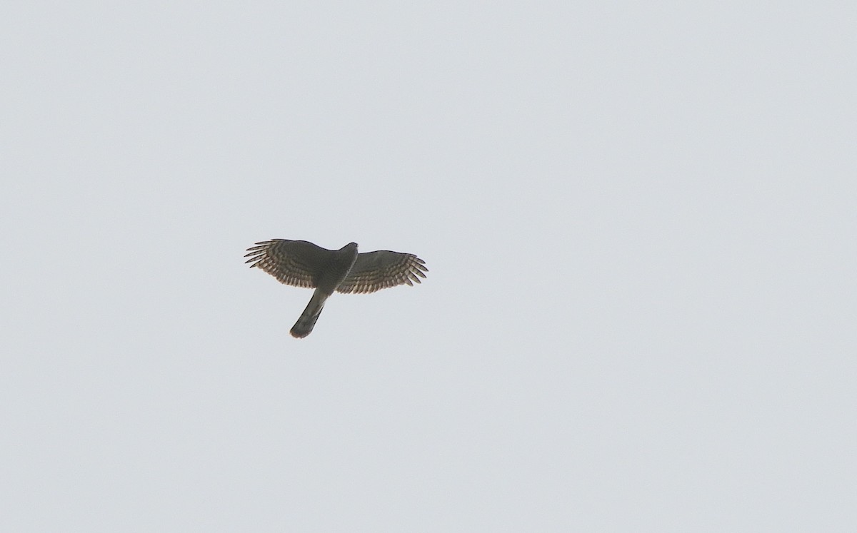 Eurasian Sparrowhawk - ML642708784