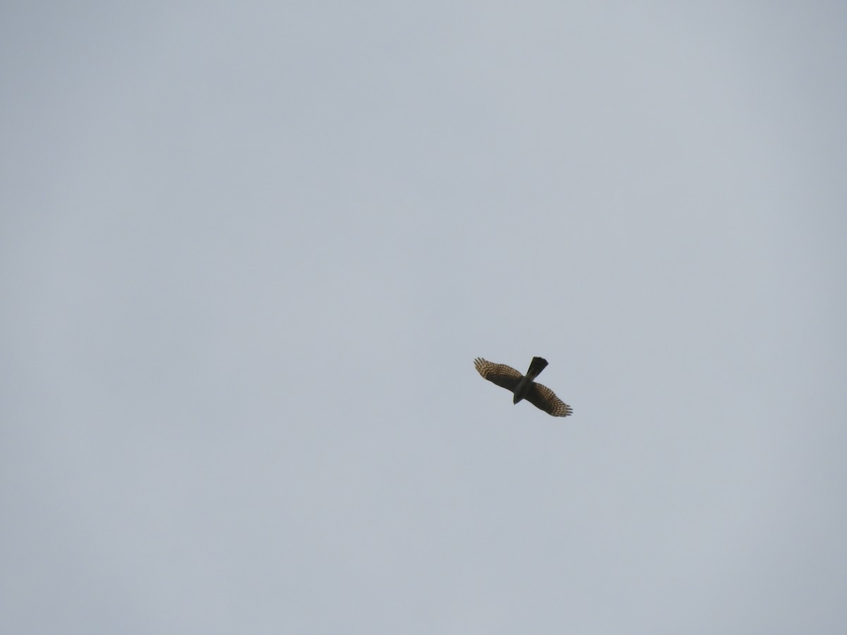 Eurasian Sparrowhawk - ML642708785