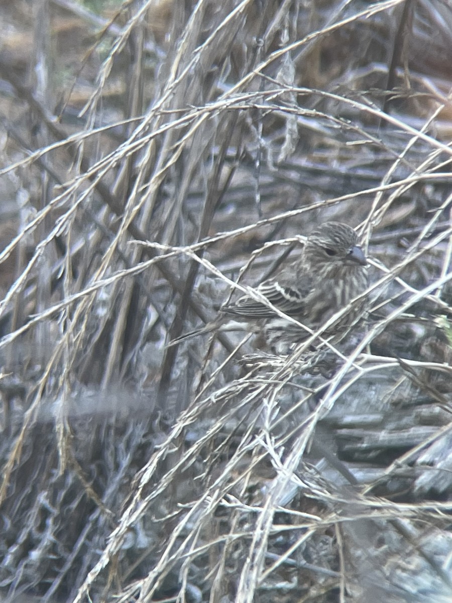House Finch - ML642708786