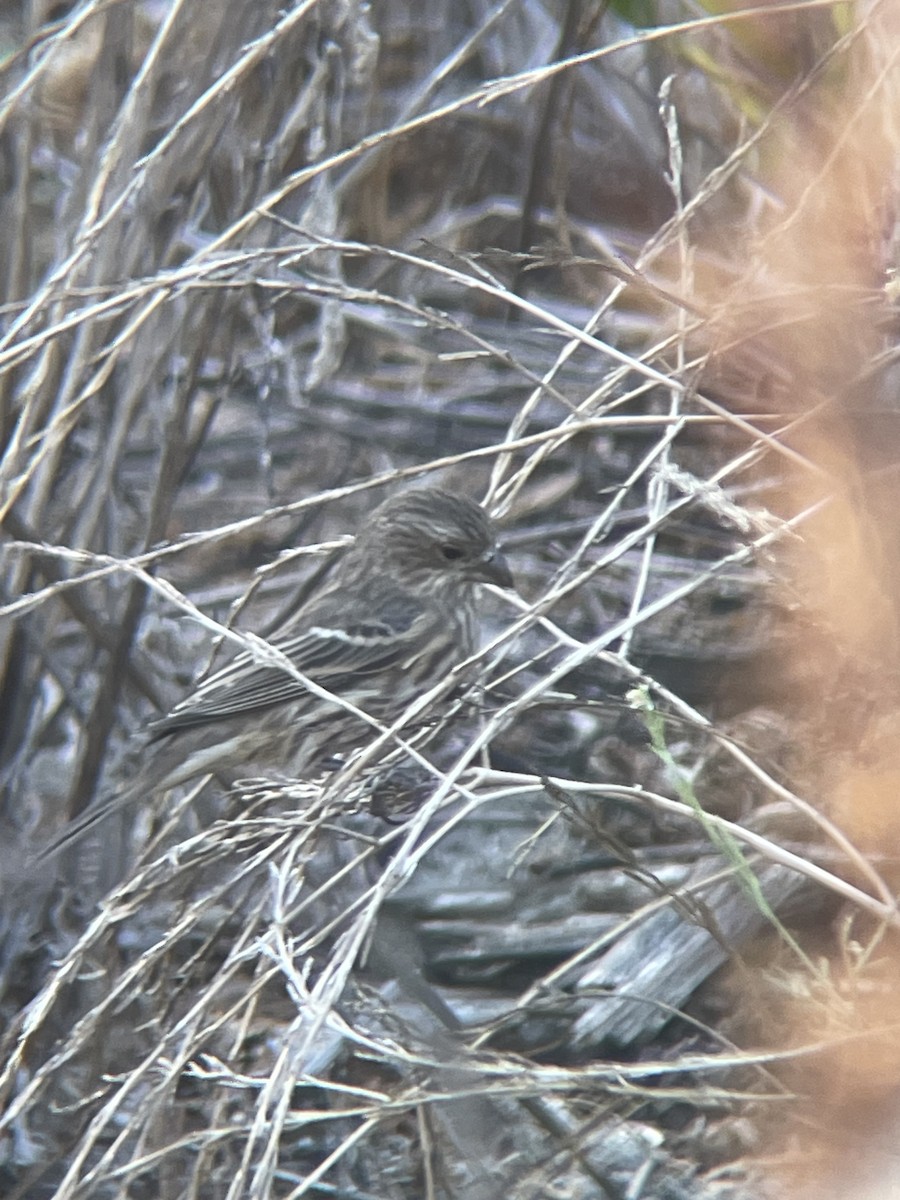 House Finch - ML642708787