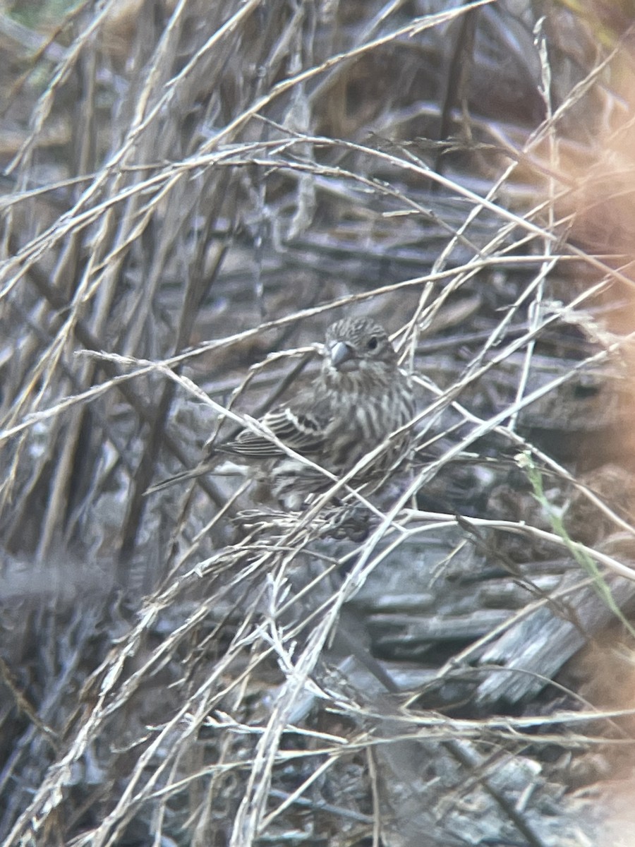 House Finch - ML642708788