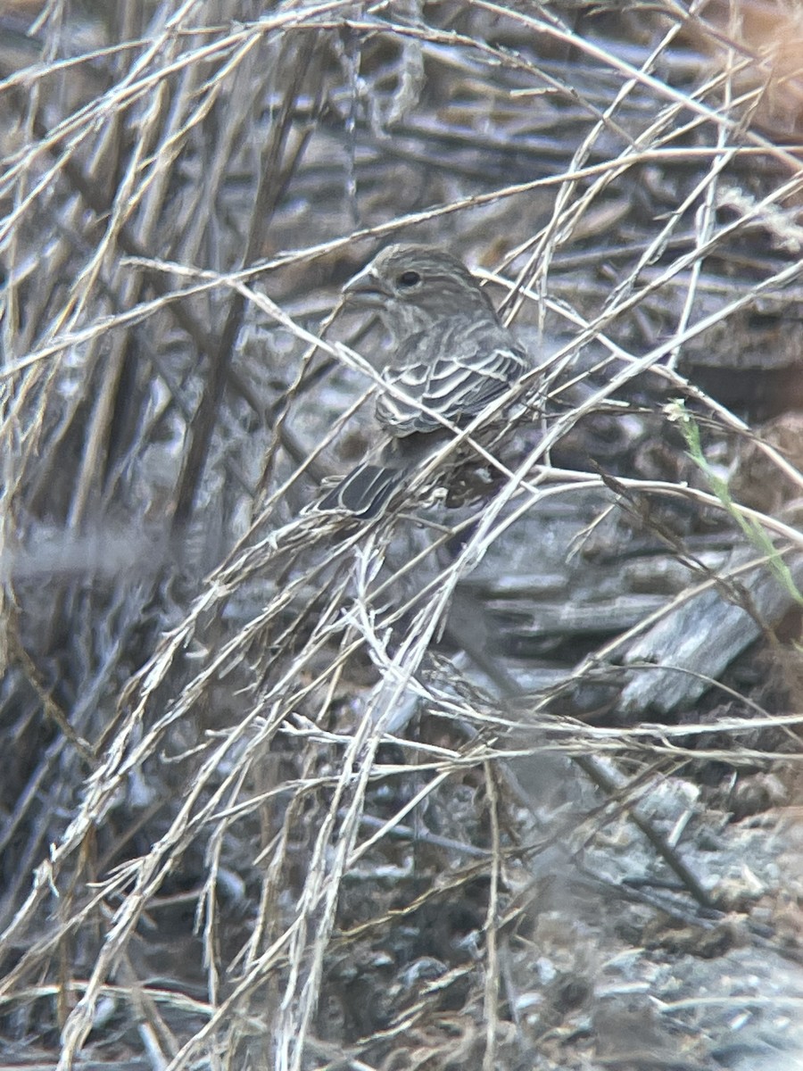 House Finch - ML642708789
