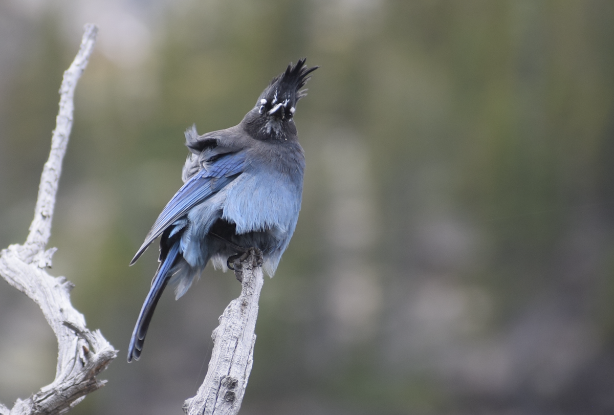 Steller's Jay - ML642708790