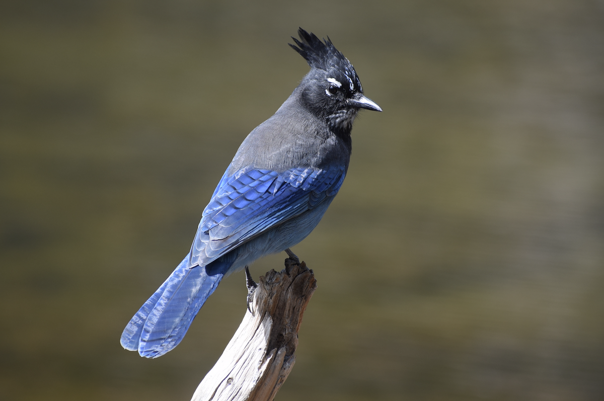 Steller's Jay - ML642708791