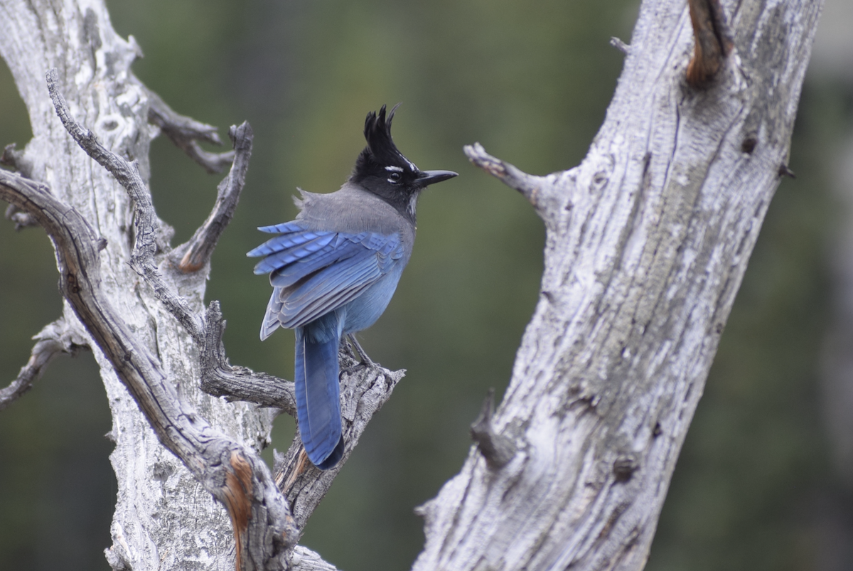 Steller's Jay - ML642708792