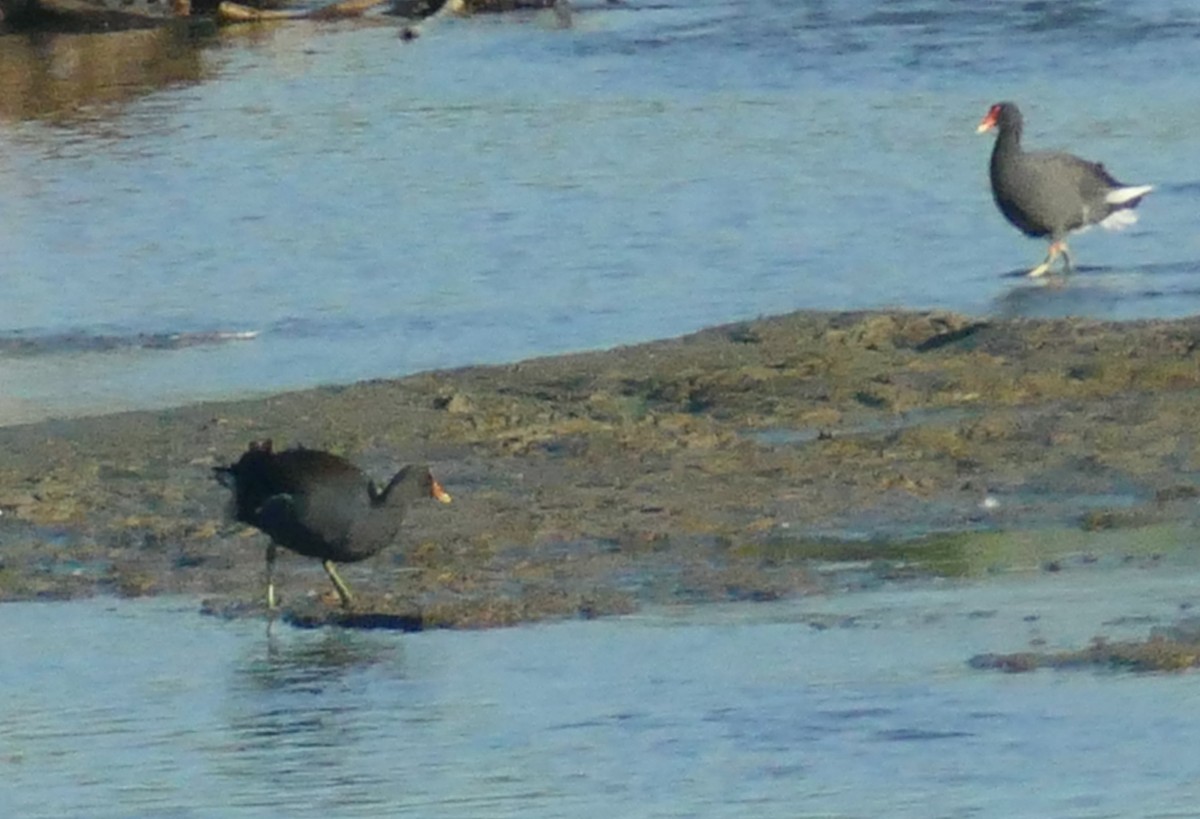 Common Gallinule - ML642708793