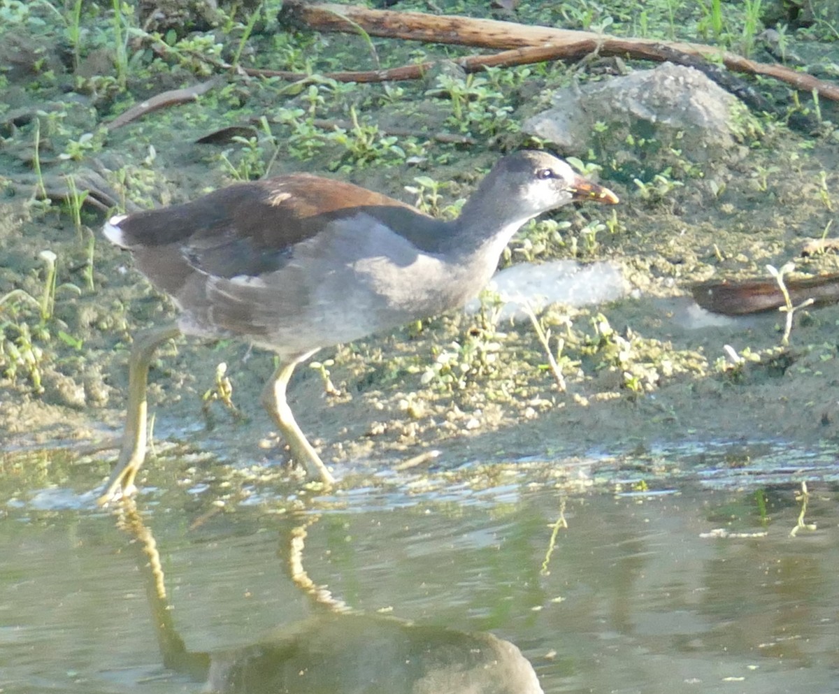 Common Gallinule - ML642708794