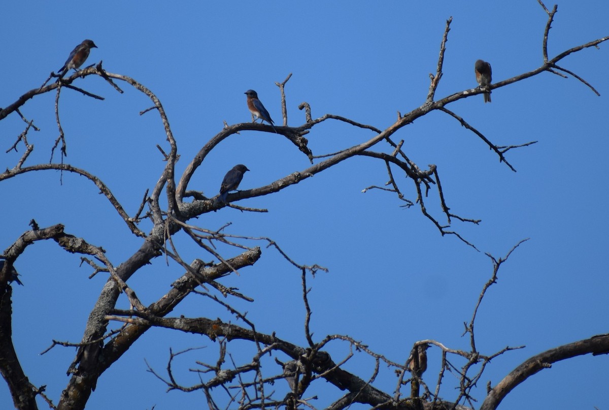 Eastern Bluebird - ML642708795
