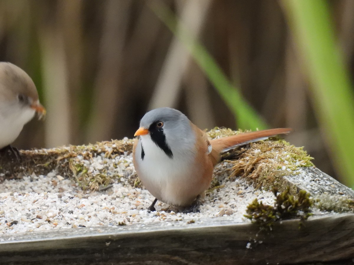 Bearded Reedling - ML642708797