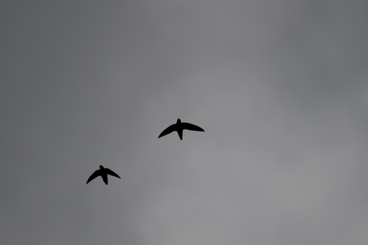 Chimney Swift - ML642708798
