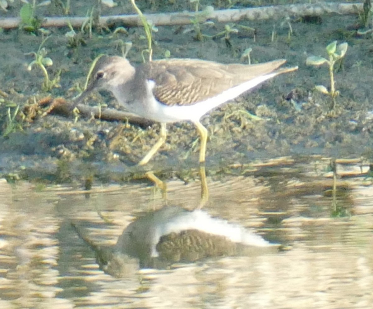Spotted Sandpiper - ML642708800