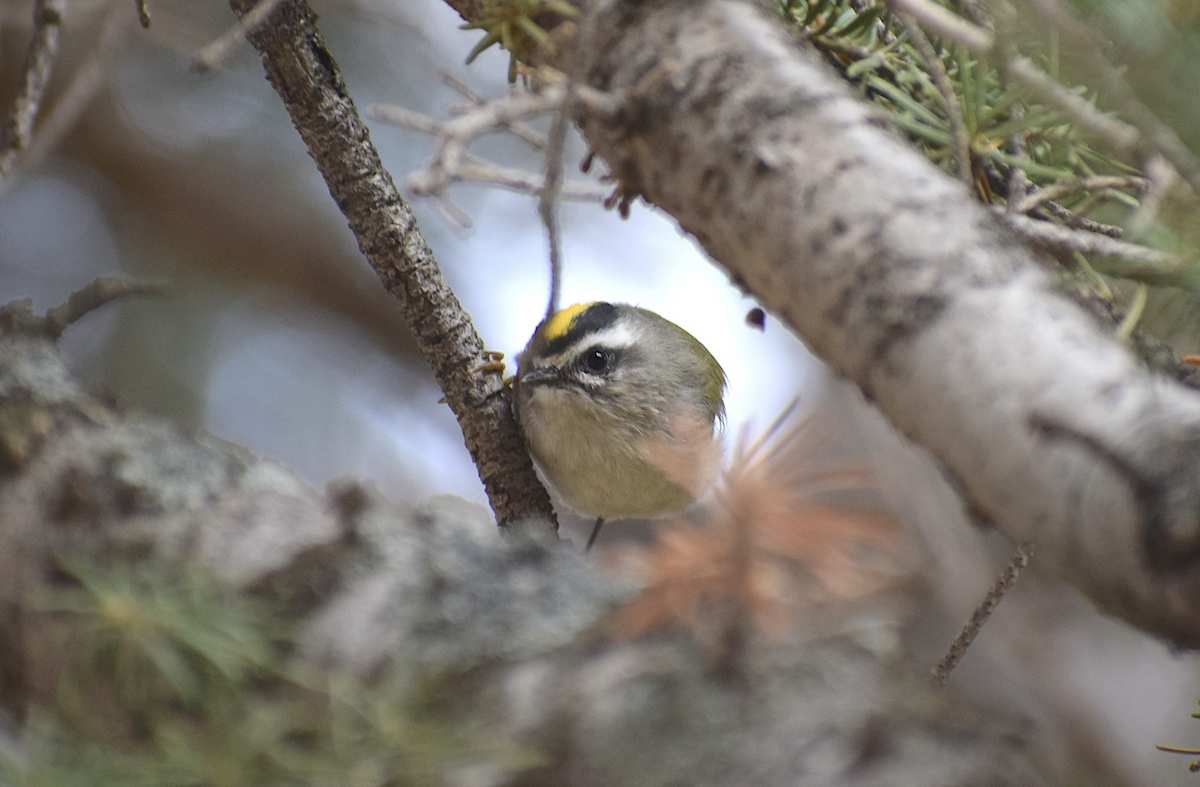 Golden-crowned Kinglet - ML642708801
